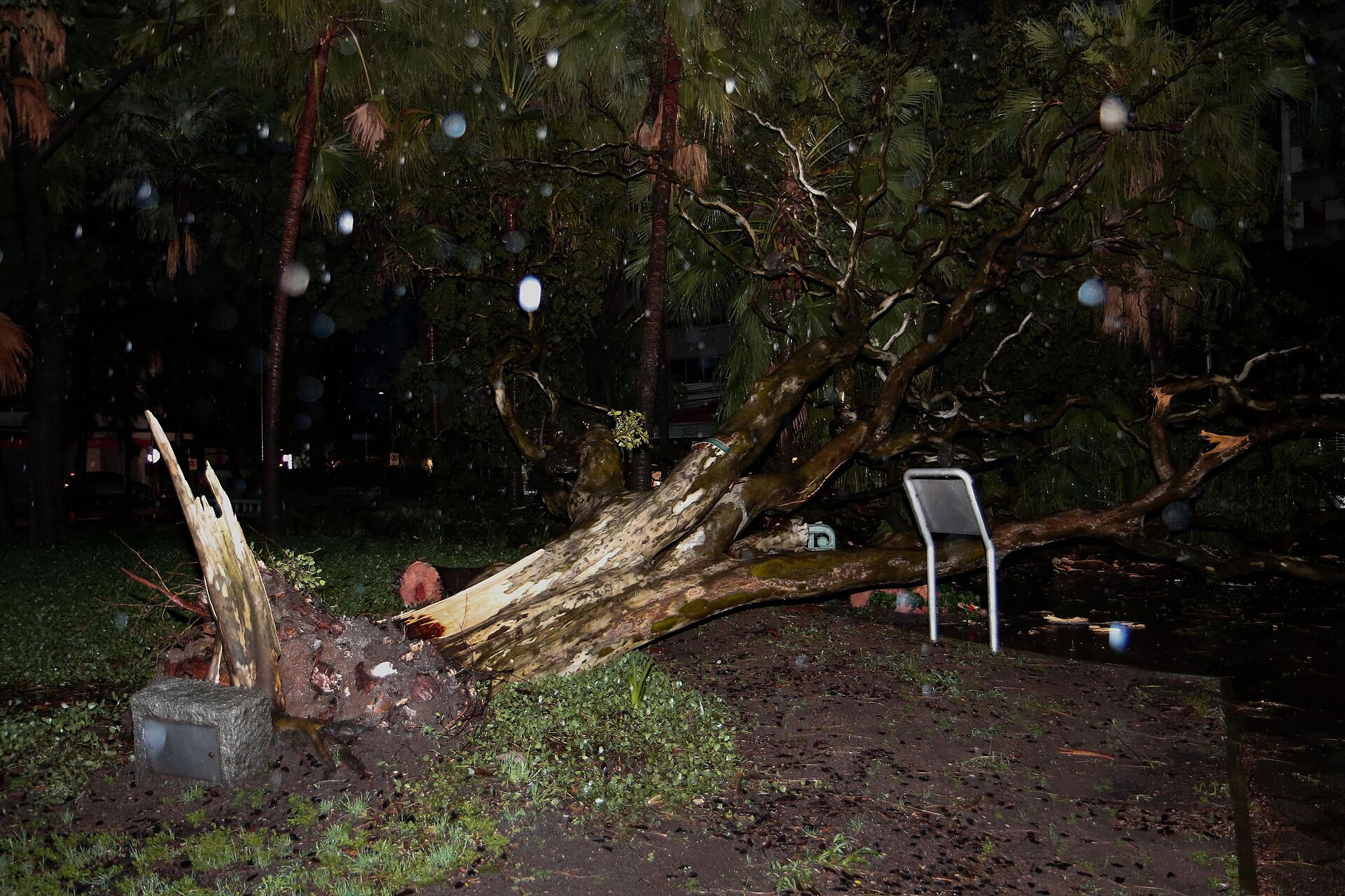 Árvores derrubadas por temporal em praça de Porto Alegre
